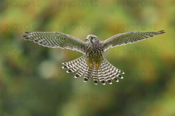 Common Kestrel (Falco tinnunculus) female flying, Lower Saxony, Germany