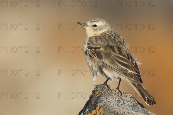 Water Pipit - Bergpieper - Anthus spinoletta ssp. blakistoni, Kyrgyzstan, adult