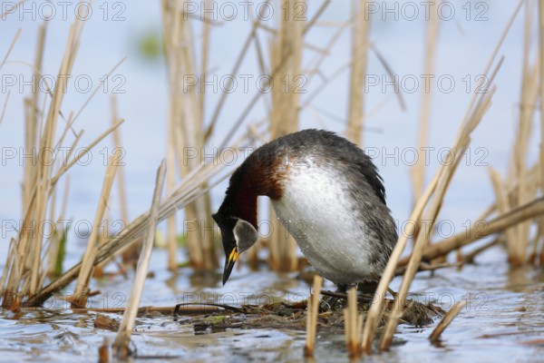 Red-necked Grebe (Podiceps grisegena) invitating to mating on nest, Mecklenburg-Western Pomerania, Germany