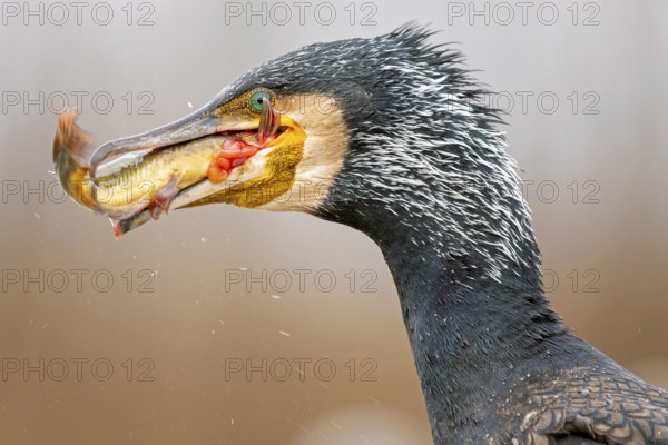 Great Cormorant (Phalacrocorax carbo) with captured Black bullhead (Ameiurus melas) prey in beak, Hungary