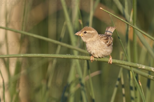 Spanish Sparrow - Weidensperling - Passer hispaniolensis ssp. hispaniolensis, adult female, Croatia