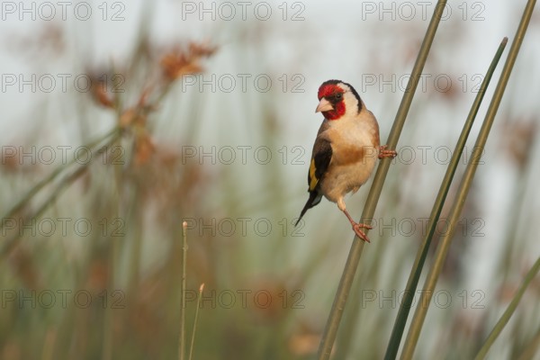 European Goldfinch - Stieglitz - Carduelis carduelis ssp. balcanica, Croatia, adult male