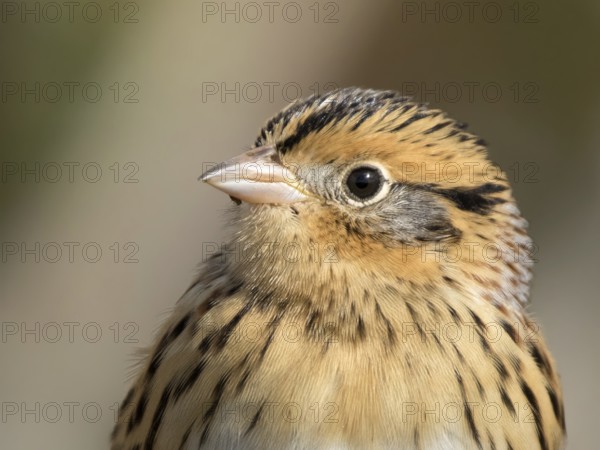 Portrait of a Le Conte's Sparrow, Toxostoma lecontei, perching in the grass in a Saskatoon marsh, in Saskatchewan, Canada