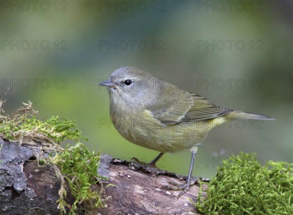 Orange-crowned Warbler, Oreothlypis celata, perched on a log in the Autumn in Saskatoon, Saskatchewan, Canada
