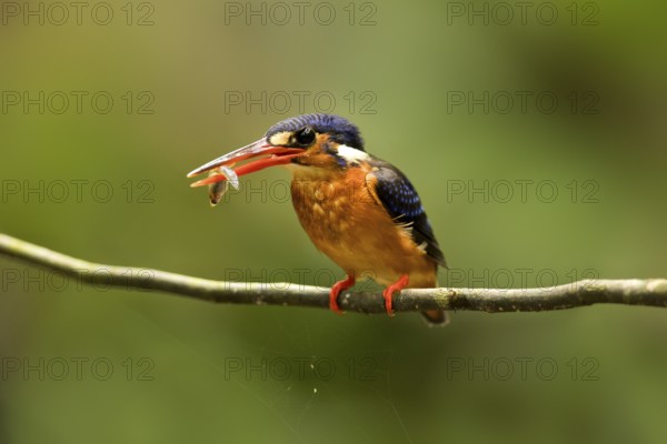 Blue-eared Kingfisher (Alcedo meninting) female perched on a branch with fish in beak, Selangor, Malaysia