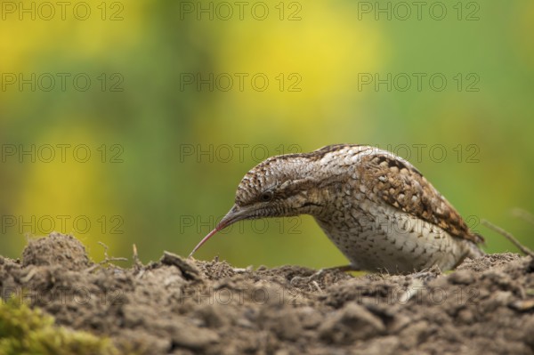 Eurasian Wryneck (Jynx torquilla) foraging, Saxony, Germany