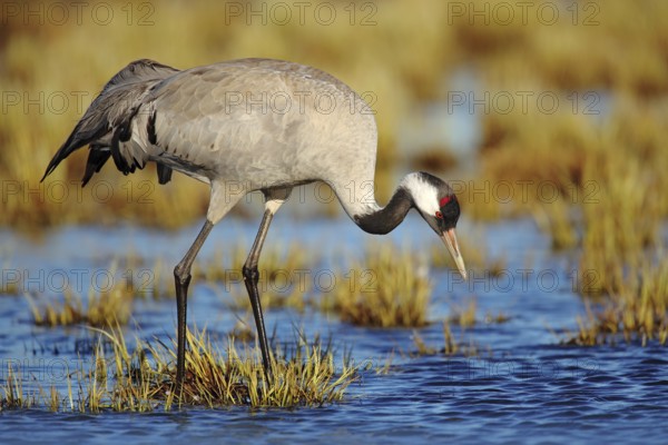 Common Crane, Grus grus, big bird in the nature habitat, Lake Hornborga, Sweden. Wildlife scene from Europe. Grey crane with long neck