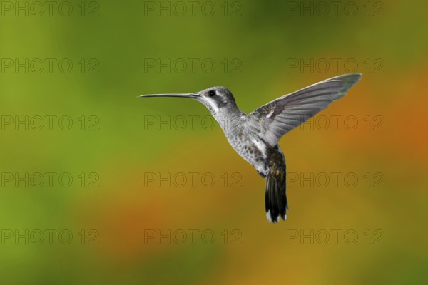 Plain-capped Starthroat Heliomaster constantii Puerto Vallart, Jalisco, Mexico 14 June Adult Trochilidae