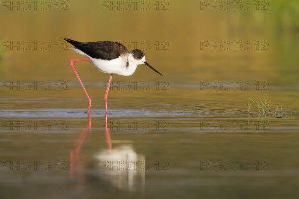 Black-winged Stilt (Himantopus himantopus), Cyprus