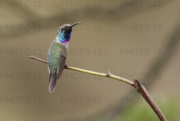 Purple-collared Woodstar (Myrtis fanny) male perched on a branch, Lima, Peru