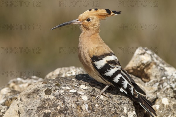 Eurasian Hoopoe (Upupa epops), perched, Castile-La Mancha, Spain