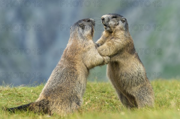 Alpine Marmot (Marmota marmota) two adult playing and fighting, High Tauern National Park, Carinthia, Austria