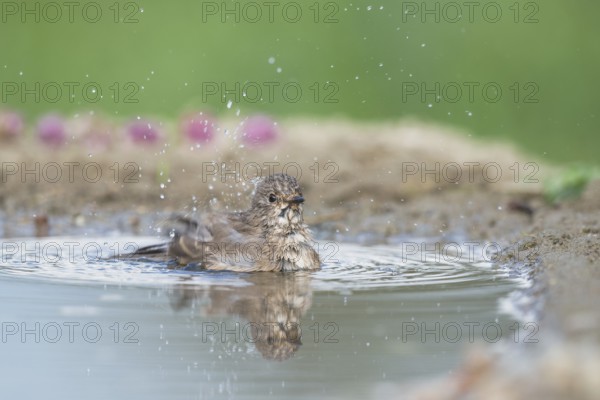 Spotted Flycatcher (Muscicapa striata) bathing, Aosta Valley, Italy