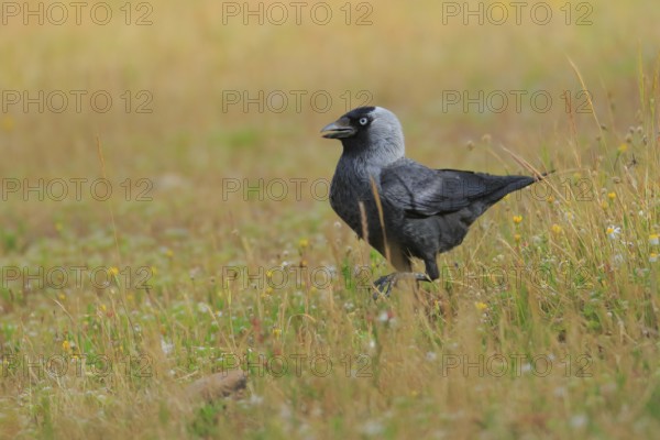 Western Jackdaw (Coloeus monedula), Andalusia, Spain