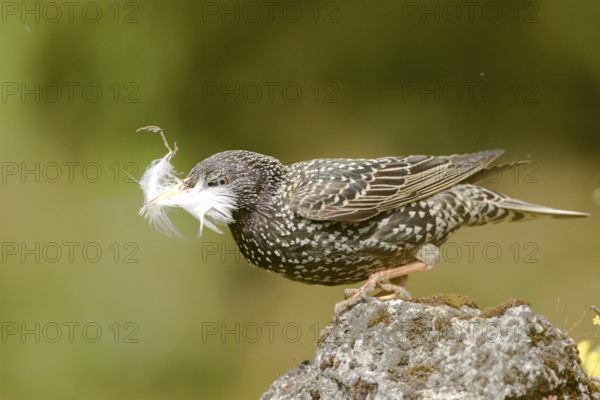 Common Starling (Sturnus vulgaris) carrying feather in beak, Bavaria, Germany