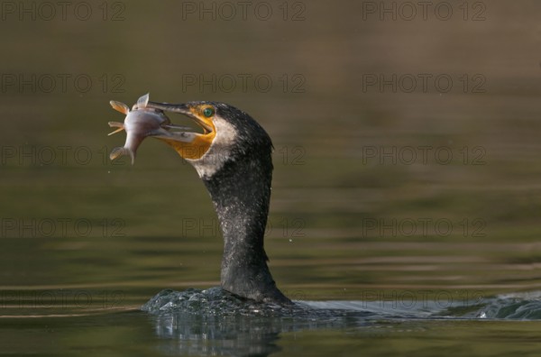 Great Cormorant (Phalacrocorax carbo) with Eurasian perch (Perca fluviatilis) prey in beak, Piedmont, Italy