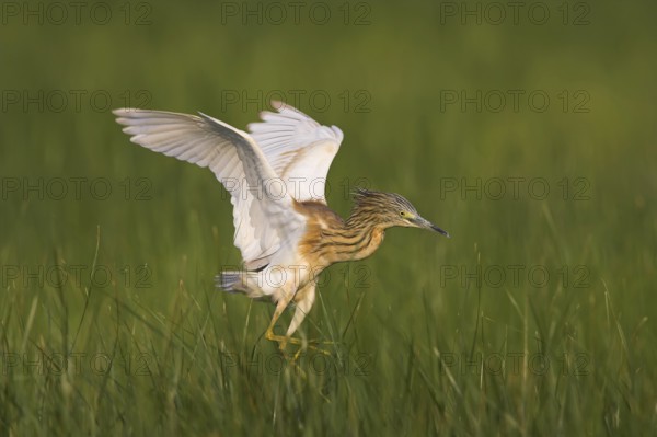 Squacco Heron (Ardeola ralloides) flying, Lesvos, Greece