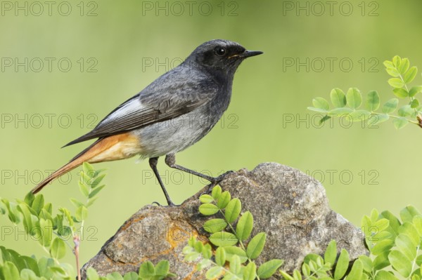 Black Redstart (Phoenicurus ochruros) male, St. Gallen, Switzerland