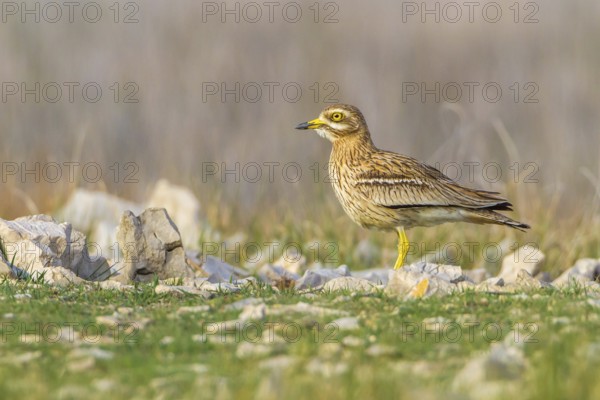 Eurasian Stone-curlew (Burhinus oedicnemus) in field, Dalmatia, Croatia
