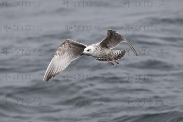 European Herring Gull (Larus argentatus) flying, Baltic Sea, Germany