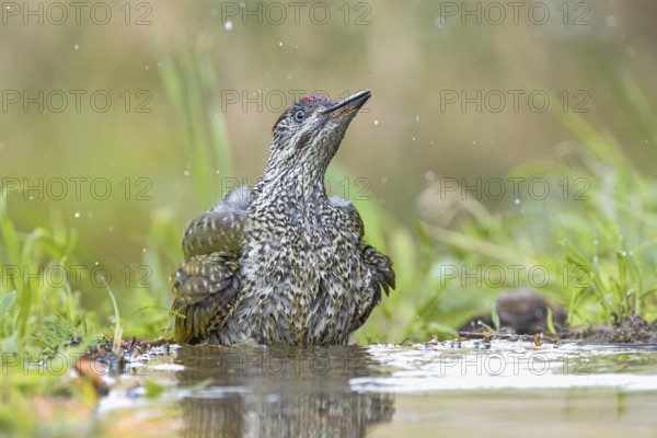 European Green Woodpecker (Picus viridis) juvenile bathing, Aosta Valley, Italy