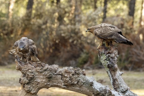 Common Buzzard (Buteo buteo), perched on a branch, Castile and Leon, Spain