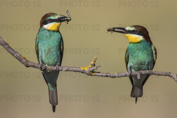 European Bee-eater (Merops apiaster) pair perched on a branch with an insect in its beak, Lesvos, Greece