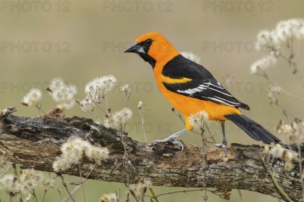 Altamira Oriole (Icterus gularis) male, Texas, USA