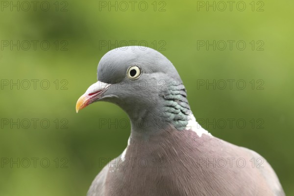 Common Wood Pigeon (Columba palumbus), Lower Saxony, Germany