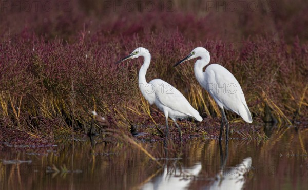 Little Egret (Egretta garzetta) foraging, Croatia