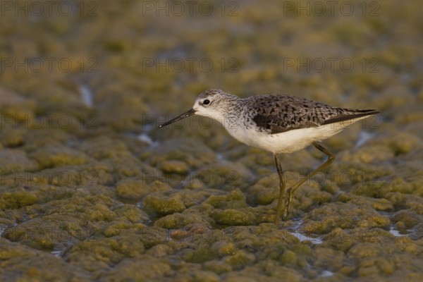 Marsh Sandpiper (Tringa stagnatilis), Oman