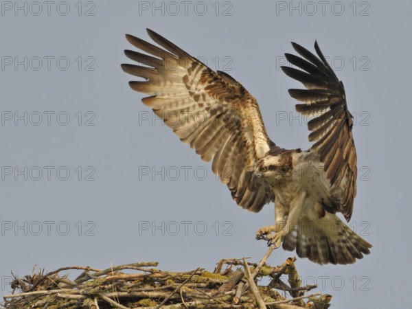 Western Osprey (Pandion haliaetus), Lower Saxony, Germany