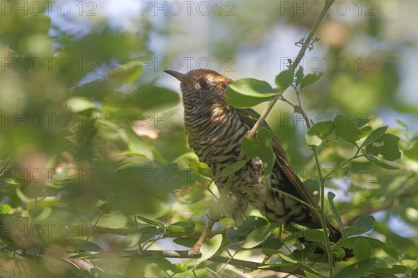 Asian Emerald Cuckoo (Chrysococcyx maculatus), Nonthaburi, Thailand