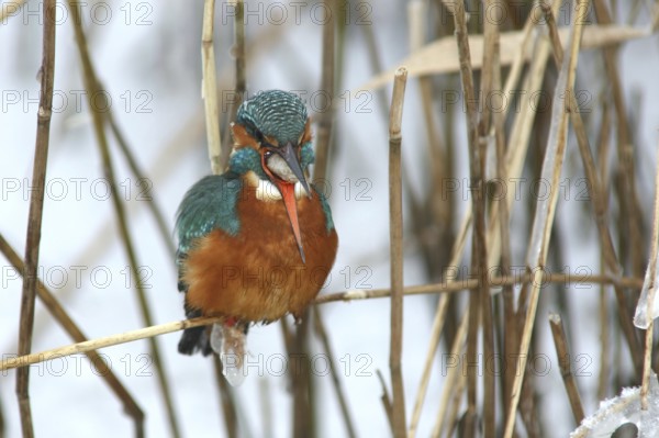 Common Kingfisher (Alcedo atthis) female perched in reedbed, regurgitating pellet, Mecklenburg-Western Pomerania, Germany