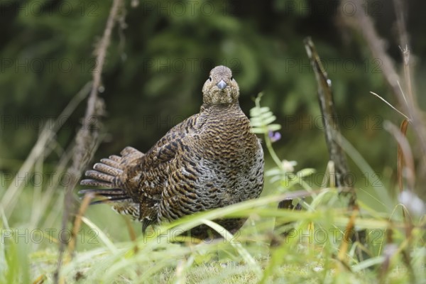 Black grouse (Lyrurus tetrix, Tetrao tetrix), female, Bavaria, Germany