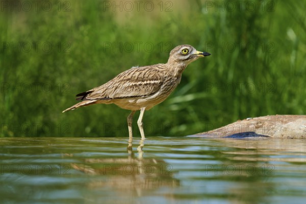The bird stands in the water, a calm scenario in a green environment, Stone Curlew (Burhinus oedicnemus), spring, France