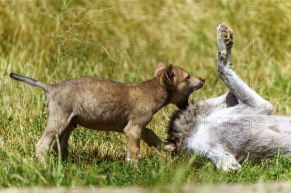 A wolf pup stands curiously over a lolling wolf in the meadow, Timberwolf, wolf, American wolf, (Canis lupus lycaon), pup, Germany