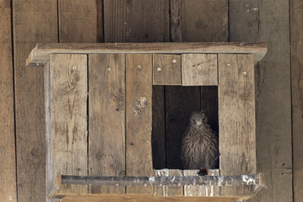 Kestrel (Falco tinnunculus) Young bird looks at the butterfly in wonder and curiosity, Admiral, village in Münsterland, North Rhine-Westphalia