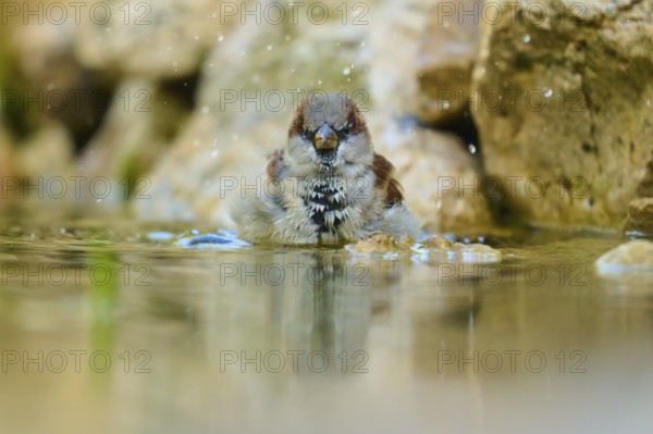 House sparrow (Passer domesticus), bathing in water, surrounded by splashing water, France