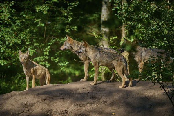 A pack of wolves stands on a hill in the forest, wolf (Canis lupus), summer, Germany
