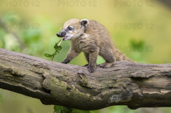South American coati (Nasua nasua) youngster on an old tree trunk, captive, Zoo Augsburg