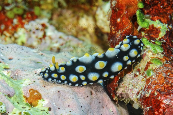Warty sea slug (Phyllidia tula) shell-less sea slug crawls through a colourful coral reef, Pacific Ocean, Yap Island, Yap State, Caroline Islands, Federated States of Micronesia FSM, Australia, Oceania