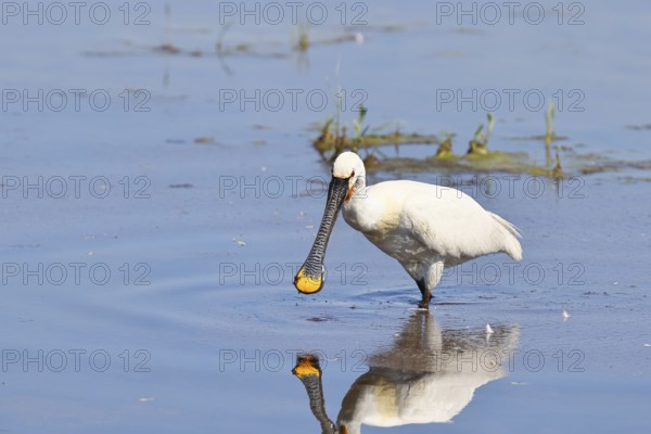 Spoonbill (Platalea leucorodia), adult bird striding through shallow water, adult bird in splendour, wildlife, Ziggsee, Burgenland, Austria