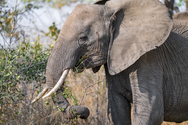 African elephant (Loxodonta africana), adult, eating grass and leaves, Kruger National Park, South Africa