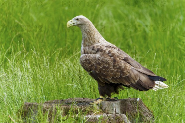 Majestic eagle on tree stump, peaceful in green surroundings, white-tailed eagle (Haliaeetus albicilla), France