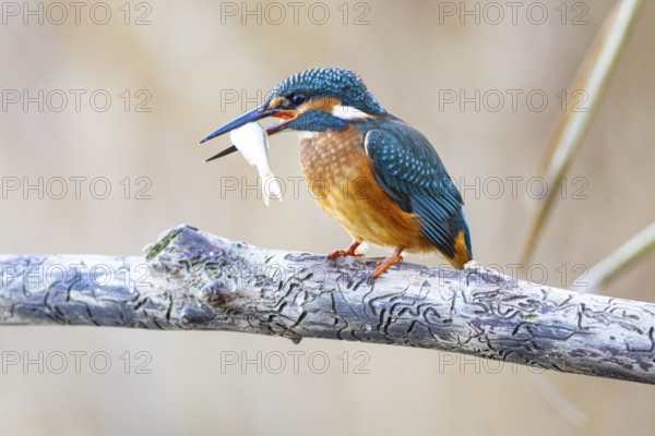 Kingfisher (Alcedo atthis) Germany