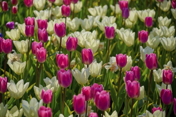 A field full of colourful tulips in pink and white, in full bloom, Keukenhof, Lisse, province of South Holland, Netherlands