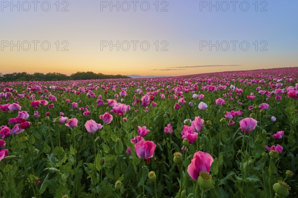 Opium poppy (Papaver somniferum), pink poppy field at dusk with golden sky, summer, summer, Germerode, Geo nature park Park Frau-Holle-Land, Hoher Meissner, Hesse, Germany