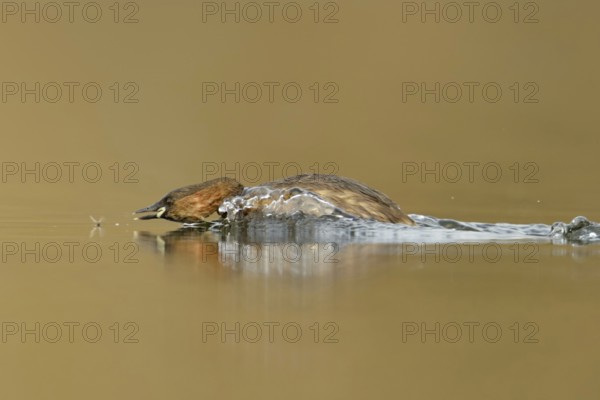 Little grebe (Tachybaptus ruficollis), adult bird in breeding dress, summer dress, in action, chasing an insect, prey, funny picture, clear, bright light, pleasant colours, wildlife, native nature, Lower Rhine, Rhineland, North Rhine-Westphalia, Germany, Western Europe