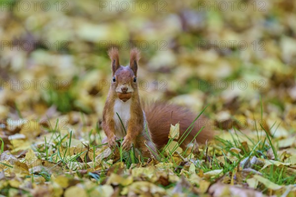 Eurasian squirrel (Sciurus vulgaris), sitting in the grass with a nut in its mouth, surrounded by golden autumn leaves, Germany
